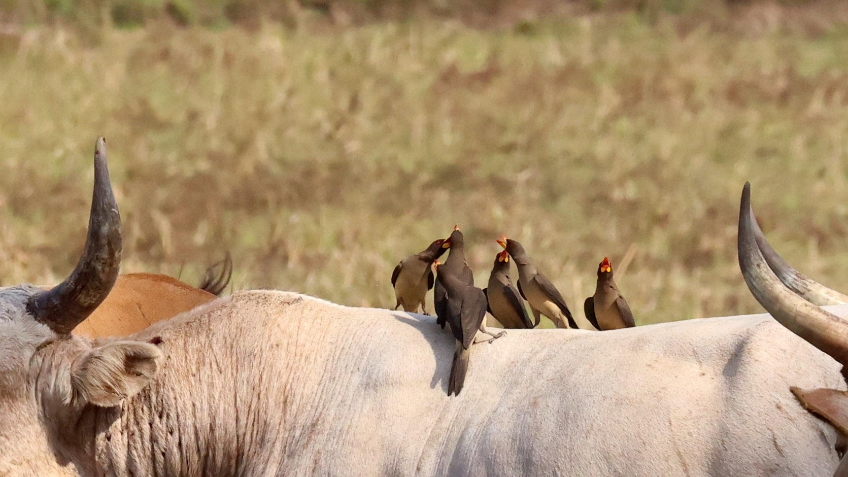 Yellow-billed Oxpecker